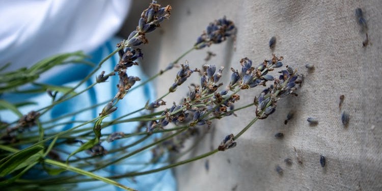 MENTORSHIP FOR HEALTH PROFESSIONALS